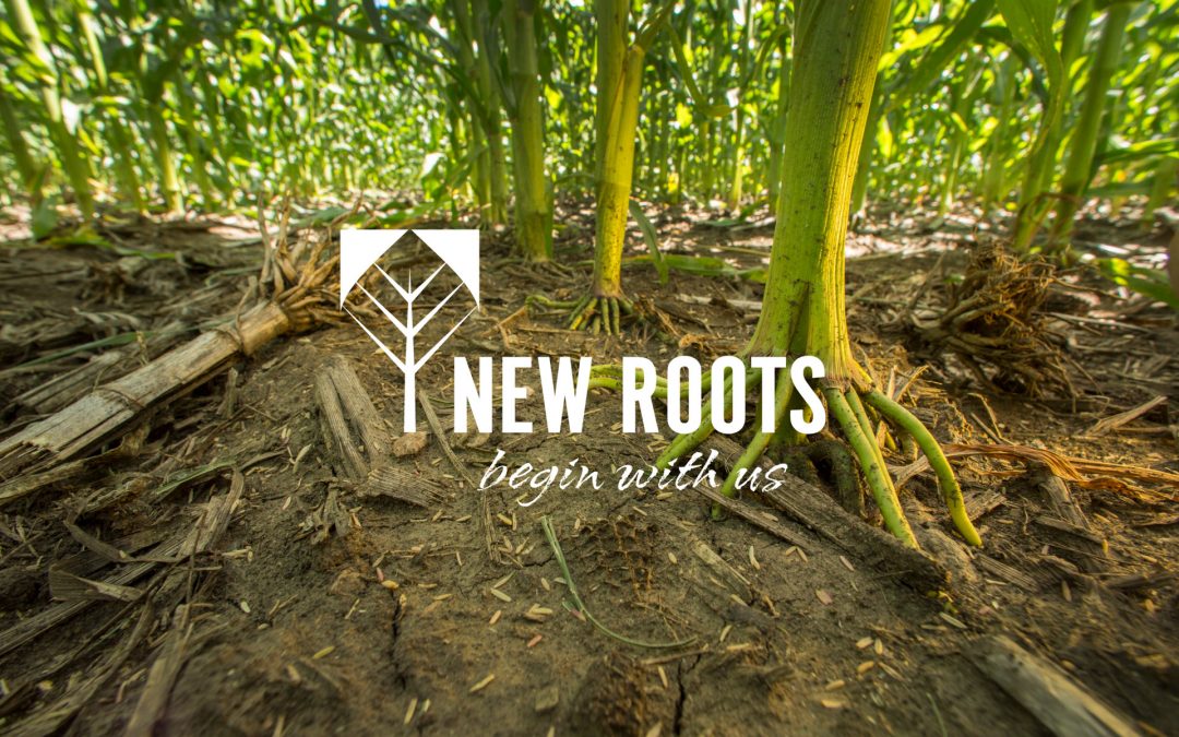 New Roots