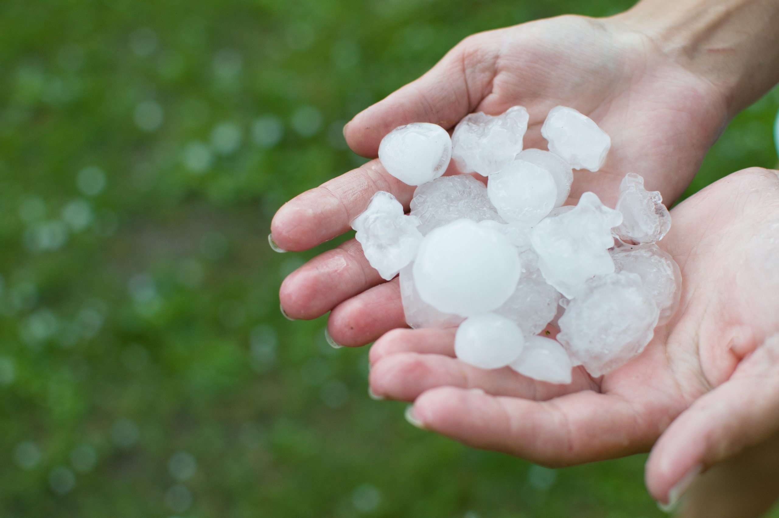 Crop Hail Insurance Covers More Than Hail Farm Credit Services of Mandan